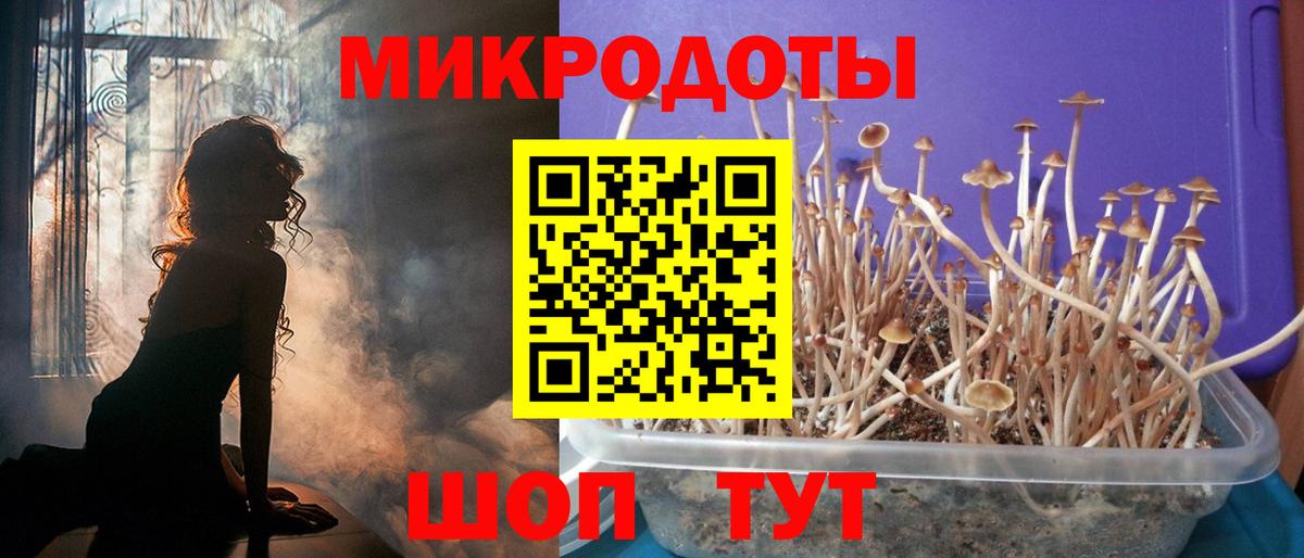 Ачхой-Мартан  Галлюциногенные грибы Psilocybe  купить наркотик  Вход с VPN 